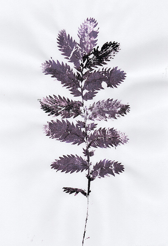 Ботанический принт (фитопринт, zen art print) - отпечаток растения на бумаге в свободной манере, отсылает к каллиграфии, к рисованию в состоянии дзен.