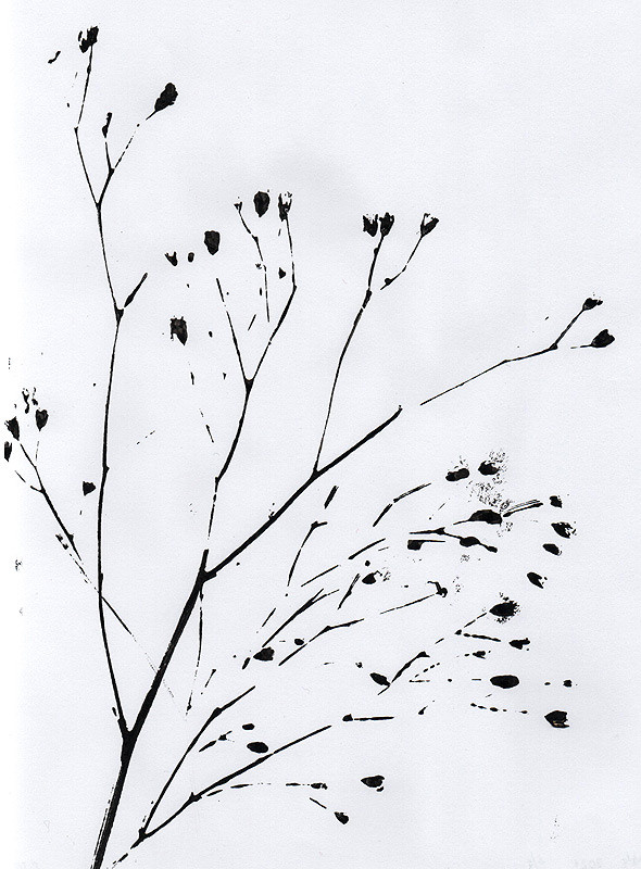 Ботанический принт (фитопринт, zen art print) - отпечаток растения на бумаге в свободной манере, отсылает к каллиграфии, к рисованию в состоянии дзен.