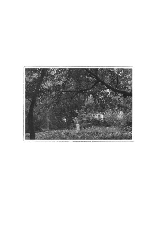 The city of white birches. Vita Stroganova