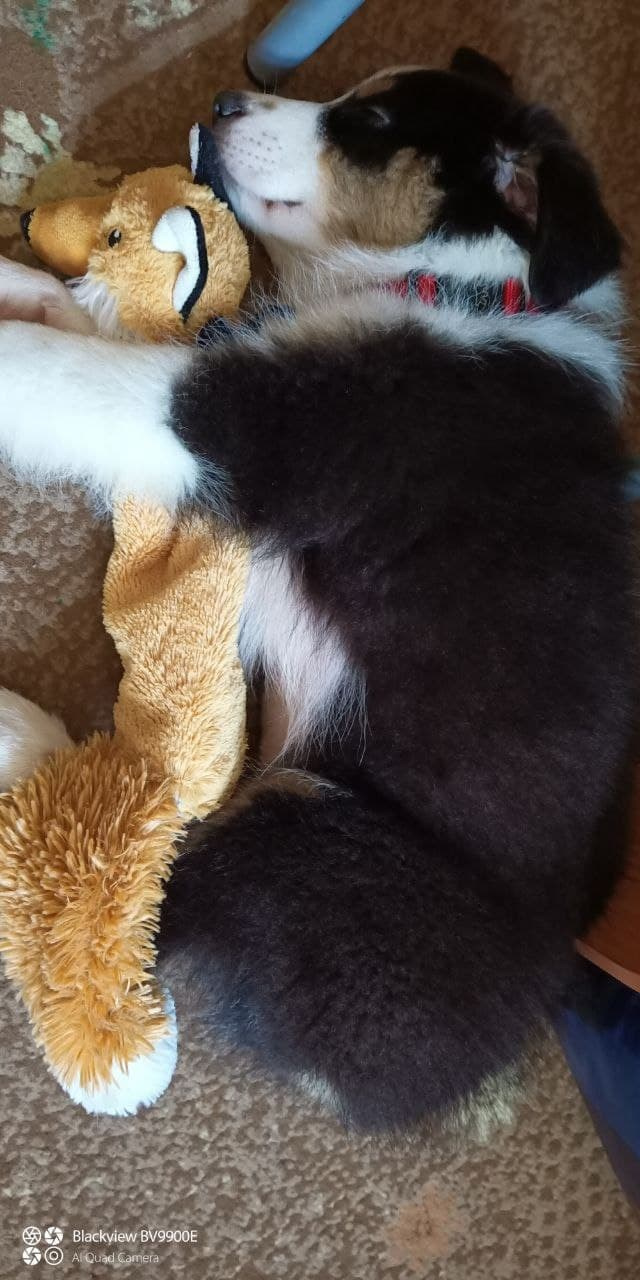 Рыся. BLGKV питомник собак