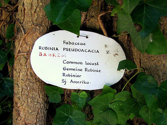 Хорватия: Стон, Трстено, Корчула — радости и гадости природы. Дарья Письменюк / Darya Leitstern — фотограф, музыкант, журналист, путешественник