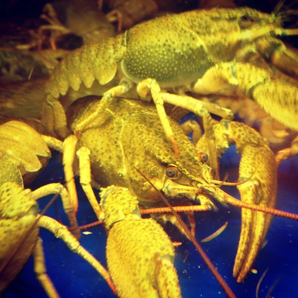 Bashnin instagramm. Заставка