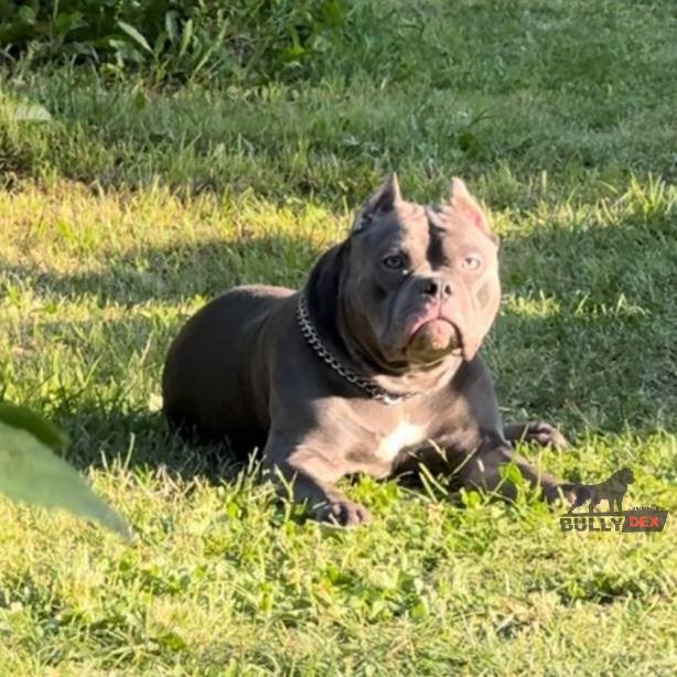 Mia. Питомник американских булли Bounty Pride Bully