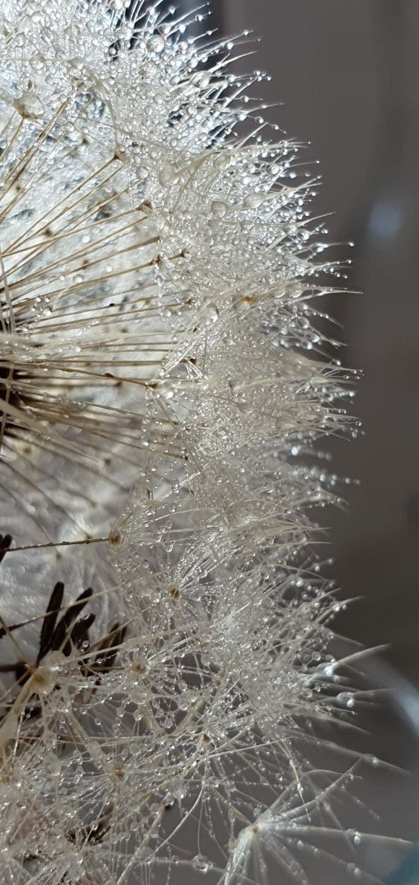 Распродажа курса: «Мобильная фотография». Алла Шевченко — продюсер — наставник