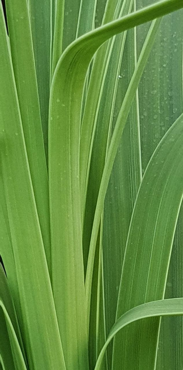 Распродажа курса: «Мобильная фотография». Алла Шевченко — продюсер — наставник