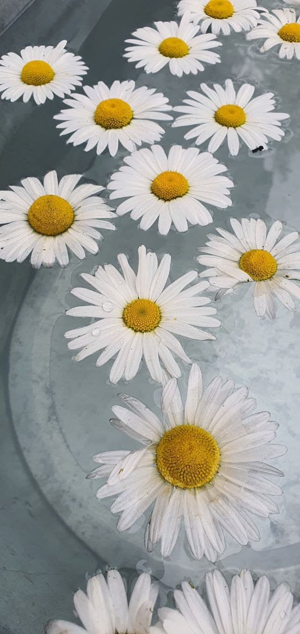 Распродажа курса: «Мобильная фотография». Алла Шевченко — продюсер — наставник