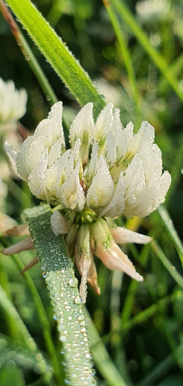 Распродажа курса: «Мобильная фотография». Алла Шевченко — продюсер — наставник