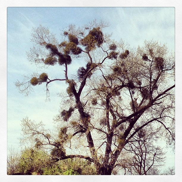 Anka`s Instagram. Заставка