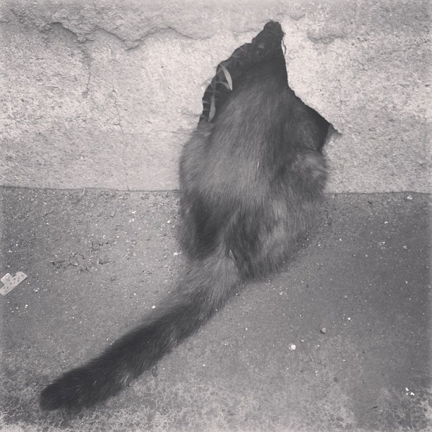 Bashnin instagramm. Заставка