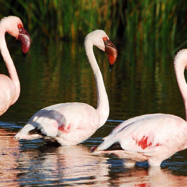 Bashnin instagramm. Заставка