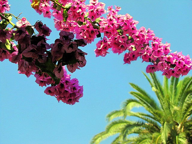 Хорватия: Стон, Трстено, Корчула — радости и гадости природы. Дарья Письменюк / Darya Leitstern — фотограф, музыкант, журналист, путешественник