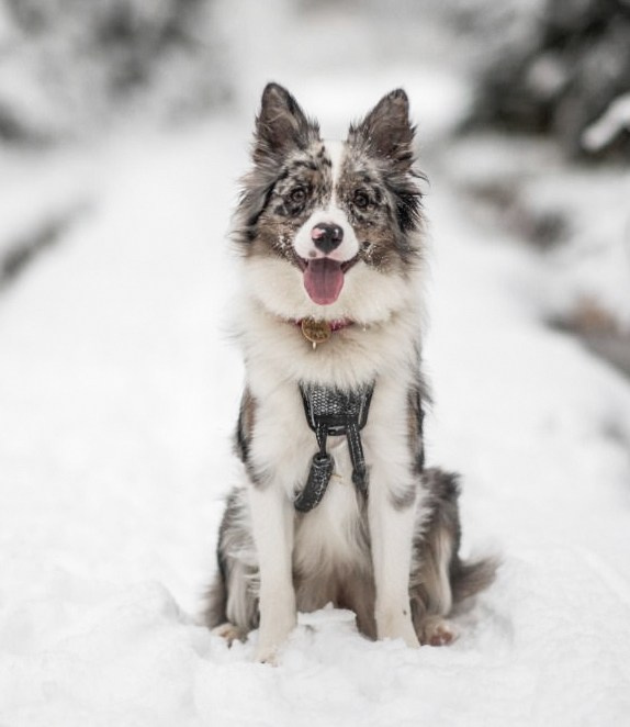 Фритсвит. Семейный фотограф Ефремова Виктория