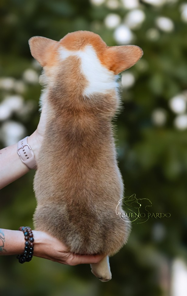 Щенки вельш корги пемброк из питомника. Питомник собак Акита, Хаски, Корги