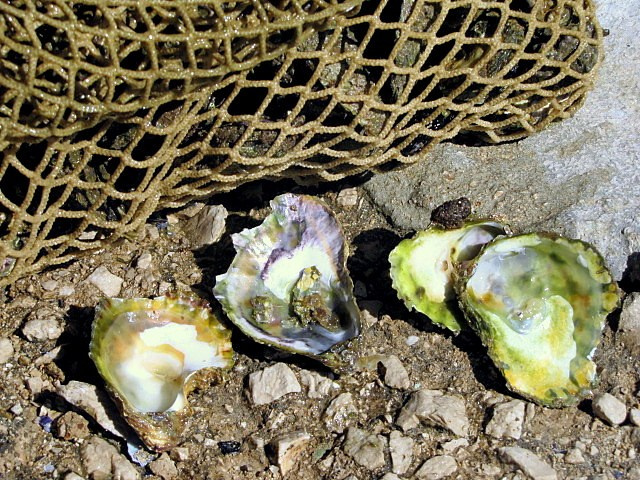 Хорватия: Стон, Трстено, Корчула — радости и гадости природы. Дарья Письменюк / Darya Leitstern — фотограф, музыкант, журналист, путешественник