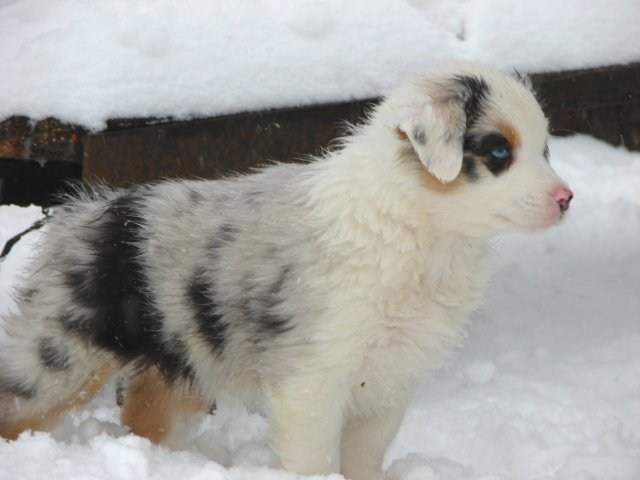 Рысь. BLGKV питомник собак