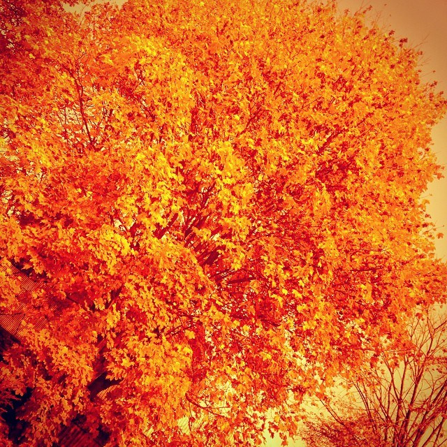 Bashnin instagramm. Заставка