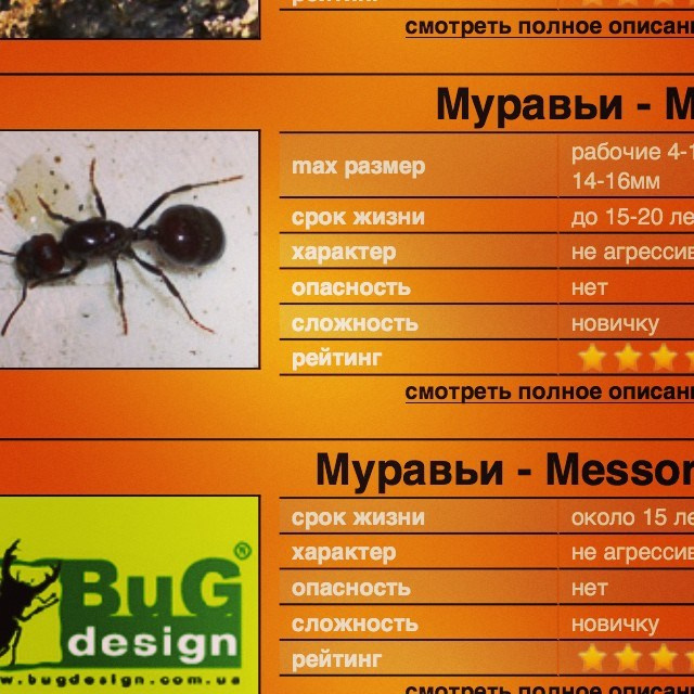 Bashnin instagramm. Заставка