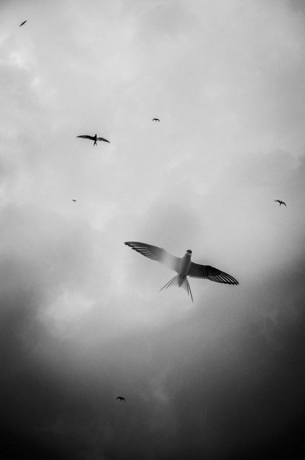 Summer Shore. Vitaly Severov