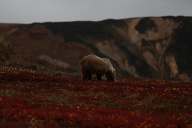 Мыс Птичий-Великан