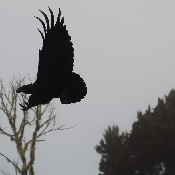 Bashnin instagramm. Заставка