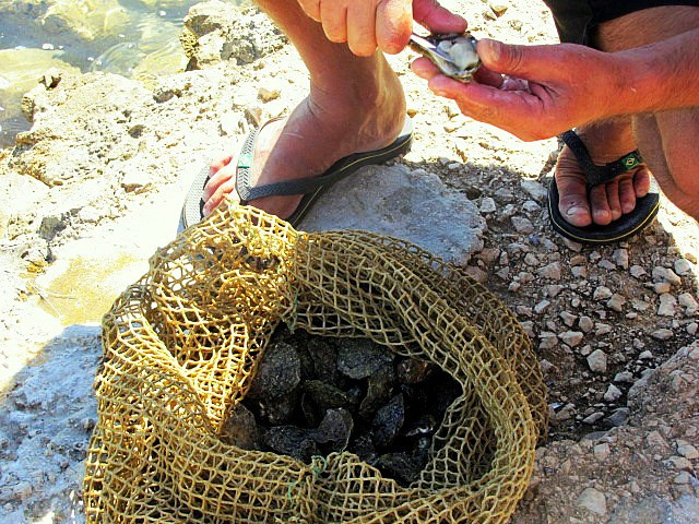 Хорватия: Стон, Трстено, Корчула — радости и гадости природы. Дарья Письменюк / Darya Leitstern — фотограф, музыкант, журналист, путешественник