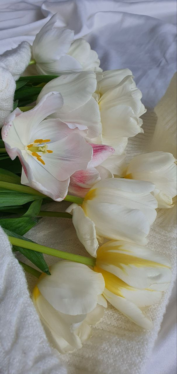 Распродажа курса: «Мобильная фотография». Алла Шевченко — продюсер — наставник