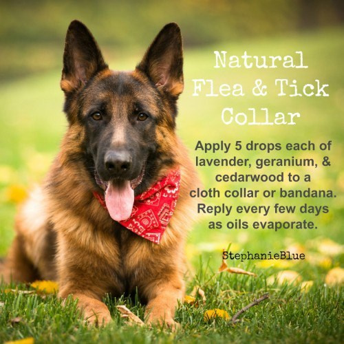 О фотографе TitAnya. Фотограф собак, фотограф-анималист Аня Титова (Titanya). Москва