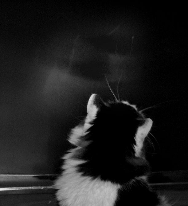 Ч\Б. Репортажный фотограф Антон Лаврененков