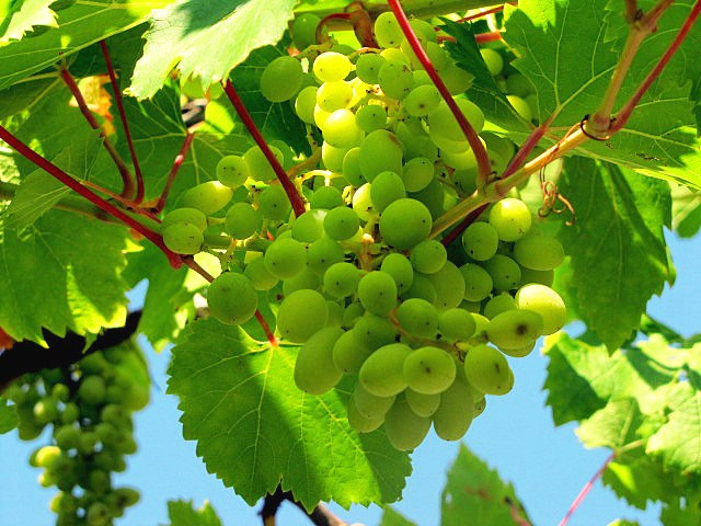 Хорватия: Стон, Трстено, Корчула — радости и гадости природы. Дарья Письменюк / Darya Leitstern — фотограф, музыкант, журналист, путешественник