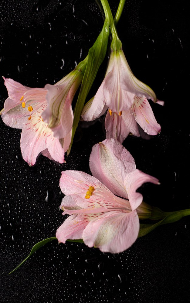 Фотокниги. Холсты. Печать