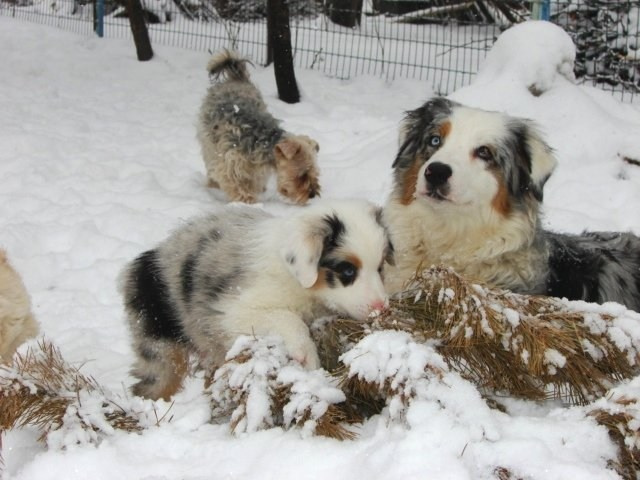 Рысь. BLGKV питомник собак