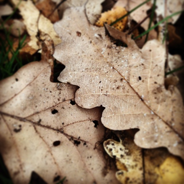 Bashnin instagramm. Заставка