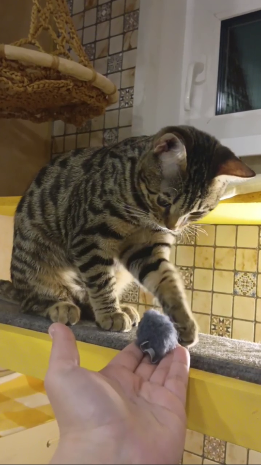 Феликс — чувствительный малыш с большим сердцем. Гостиница для кошек Усики и хвостики, Красноярск