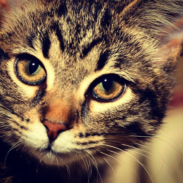 Bashnin instagramm. Заставка