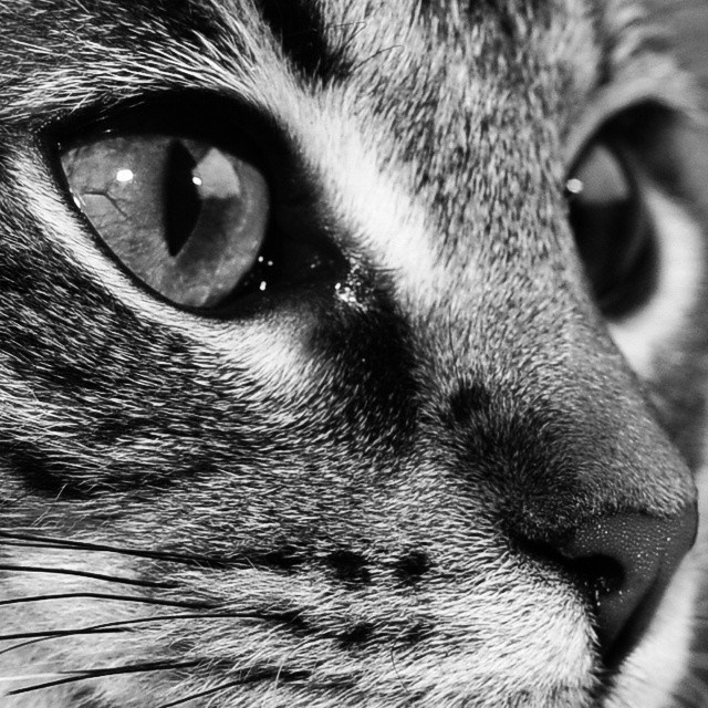 Bashnin instagramm. Заставка