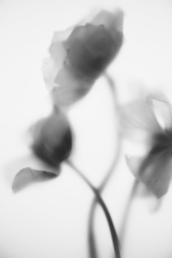 Портретный фотограф