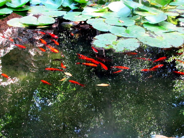 Хорватия: Стон, Трстено, Корчула — радости и гадости природы. Дарья Письменюк / Darya Leitstern — фотограф, музыкант, журналист, путешественник