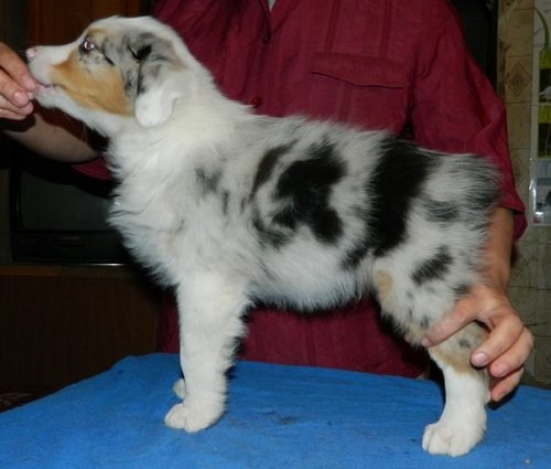 Рысь. BLGKV питомник собак