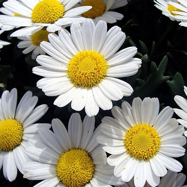 Bashnin instagramm. Заставка