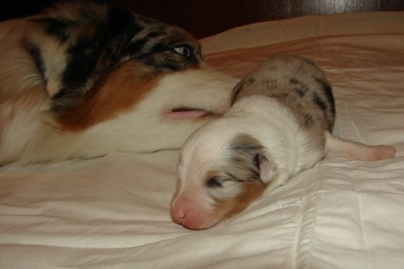 Рысь. BLGKV питомник собак