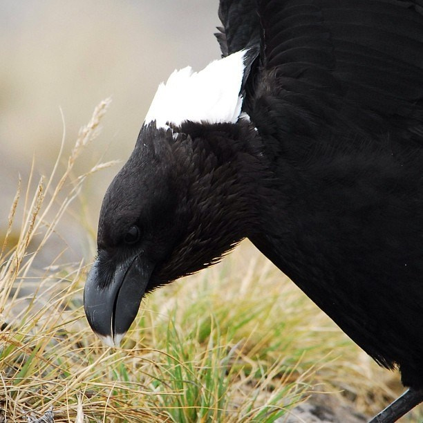 Bashnin instagramm. Заставка