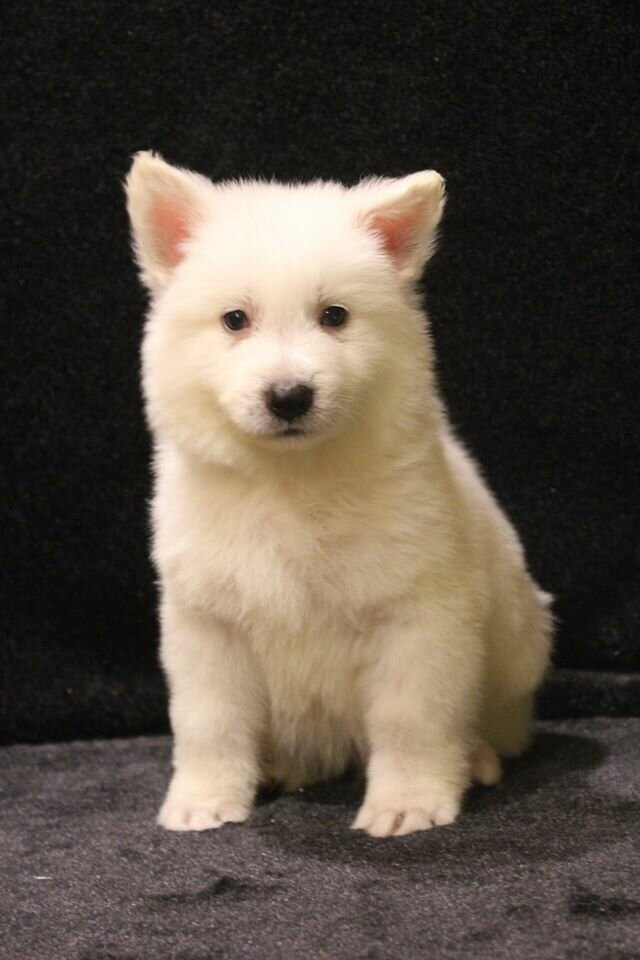 Полезные статьи. Питомник собак Westerly Wind Москва и МО