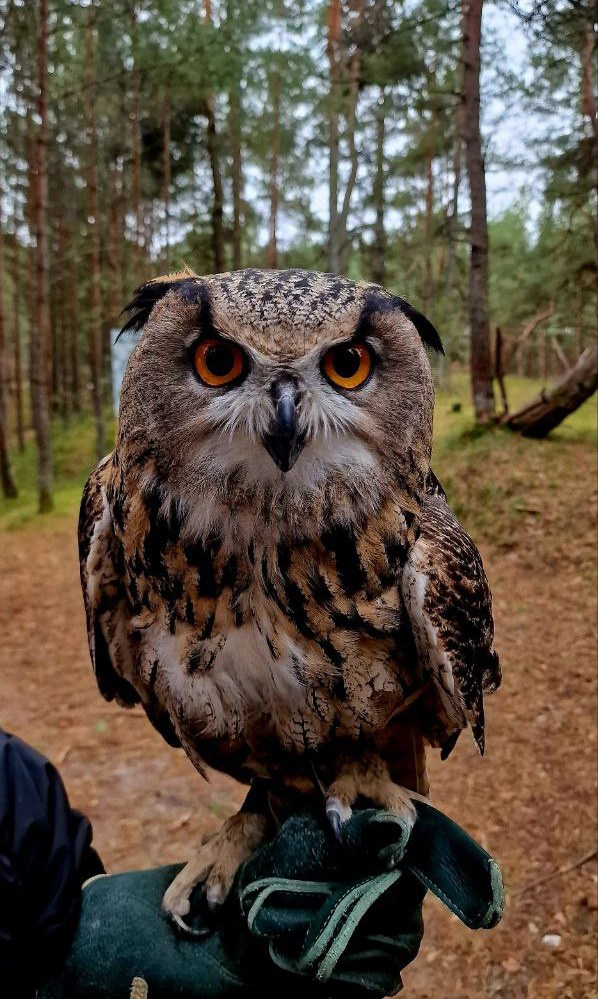 Филин в танцующем лесу