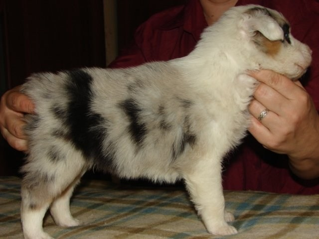 Рысь. BLGKV питомник собак