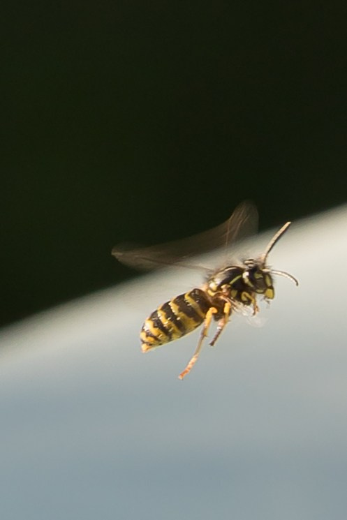 Wedding day  Иван и Сабина. Свадебный фотограф Колесников Антон