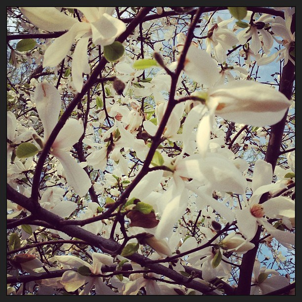 Anka`s Instagram. Заставка