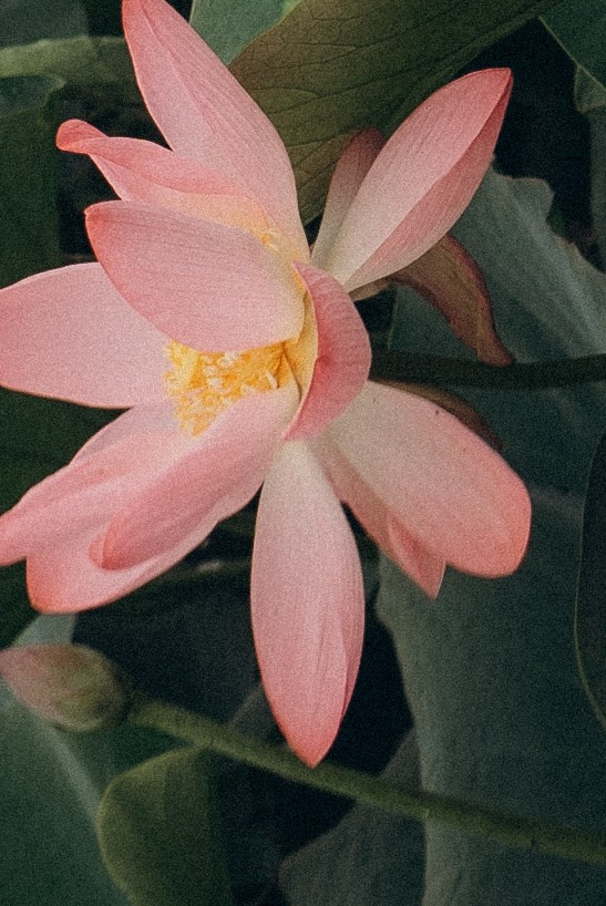 ЛОТОСОВАЯ ПОЛЯНА. Профессиональный фотограф, Санкт-Петербург — Виктория Богомолова