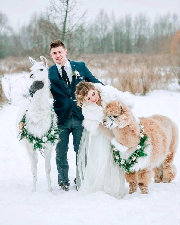 Шоу с Ламой. Подрядчики и друзья сети свадебных площадок House for wedding