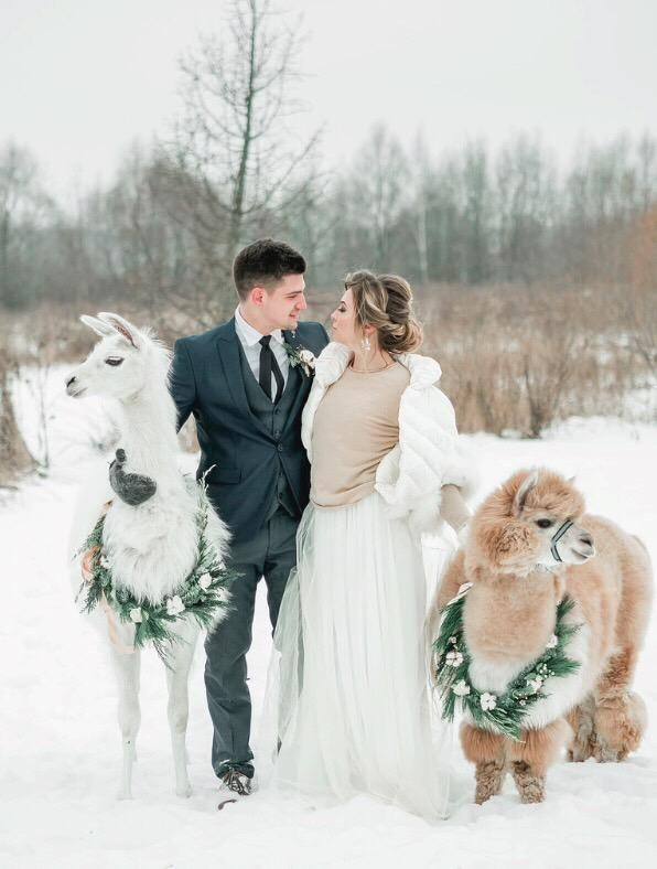 Шоу с Ламой. Подрядчики и друзья сети свадебных площадок House for wedding