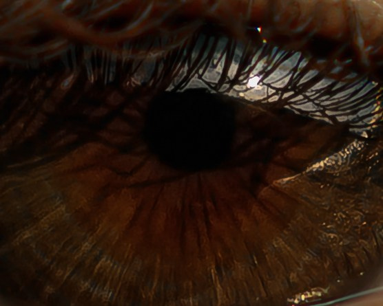 Лебеди. Свадебный фотограф Воронеж Москва СПБ